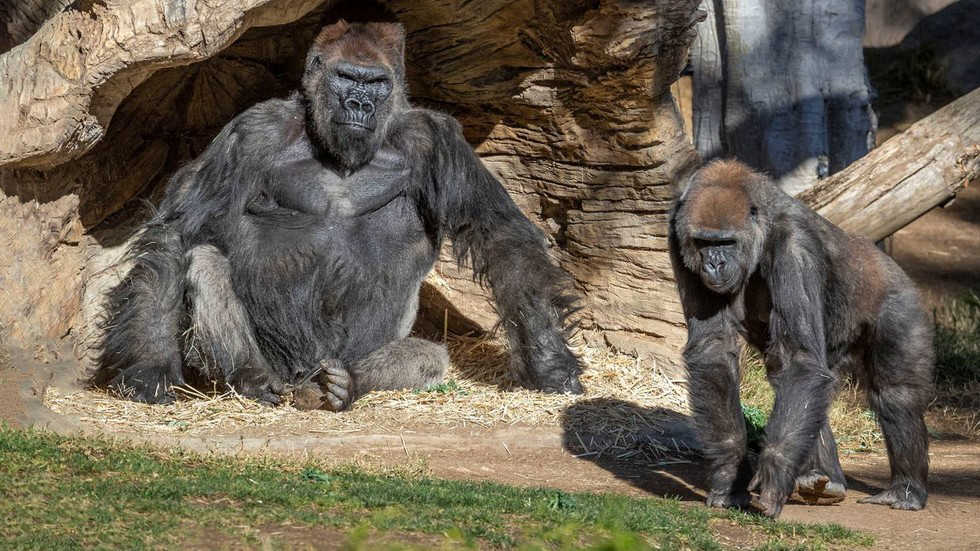 11 Jan, 2021 Gorillas in US zoo test positive for Covid-19 in ‘a world’s FIRST’ via suspected human-to-animal transmission