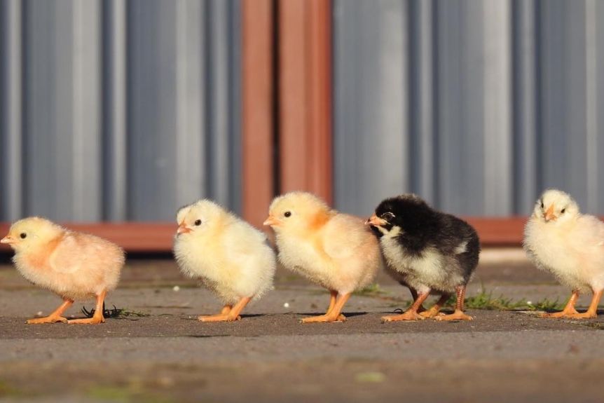 Chicken disease found almost a century ago could be key to controlling COVID-19 outbreaks, expert says